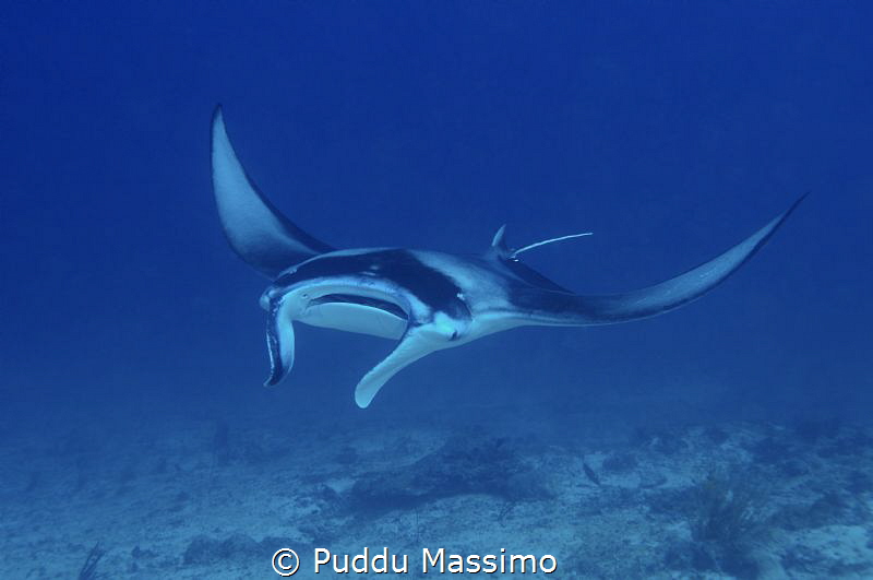 Manta nikon d800 17-35mm by Puddu Massimo 
