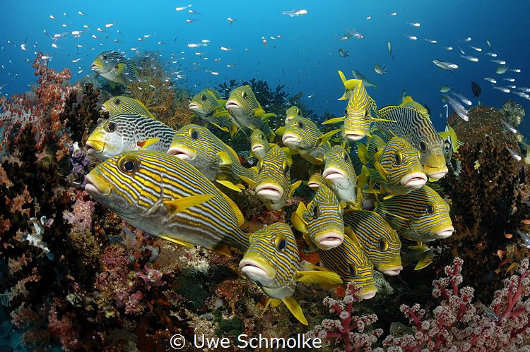 Sweetlips facing you by Uwe Schmolke 