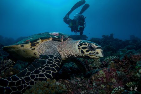 Young turtle - Mayotte by Takma Lherminier 