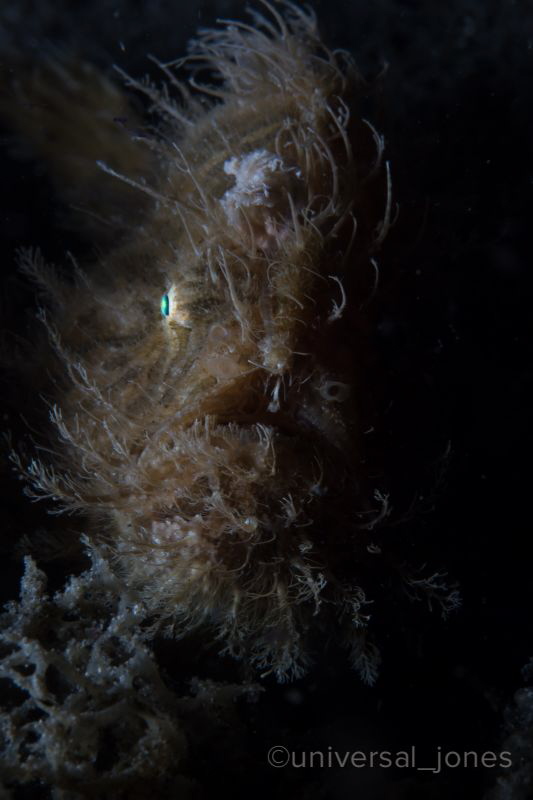 Hairy Frog fish portrait @ Anilao Pier by Wayne Jones 