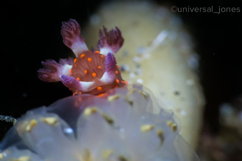 Very Small Nudi
Nembrotha yonowae by Wayne Jones 