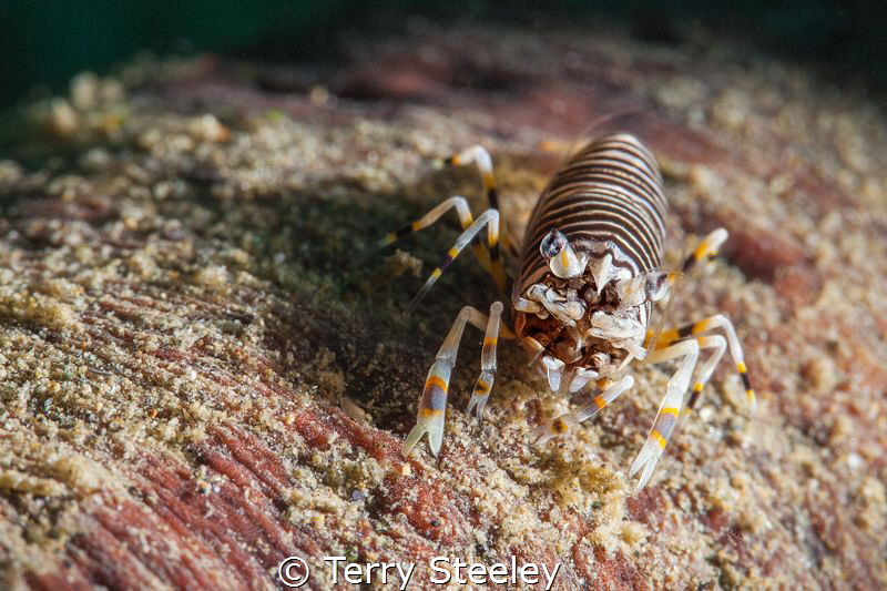 Bumble bee shrimp (a.k.a striped harlequin shrimp) enjoyi... by Terry Steeley 