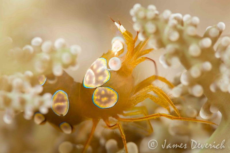 Sexy Shrimp - Thor amboinensis by James Deverich 