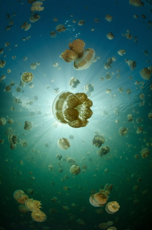 The Big Bang by Dmitry Starostenkov 