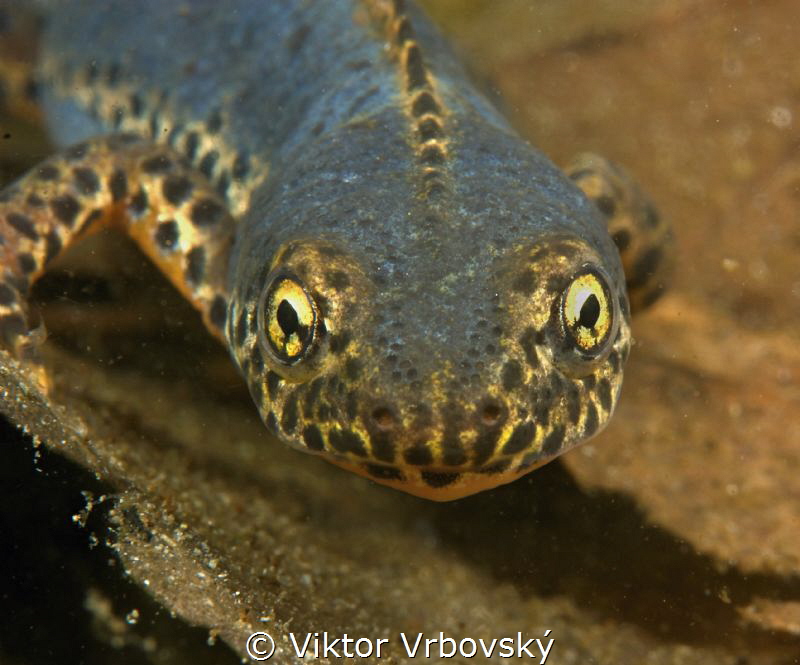 Alpine Newt (Ichthyosaura alpestris) - groom in wedding suit by Viktor Vrbovský 