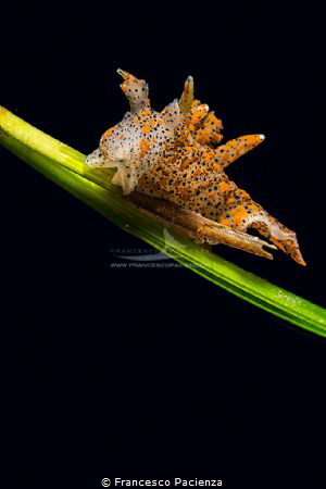 Thecacera pennigera by Francesco Pacienza 