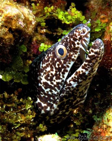 This Spotted Eel was ready for his close-up =) by Zaid Fadul 