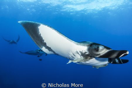 Pacific Giant Manta taken at el Boiler, Socorro Islands. ... by Nicholas More 