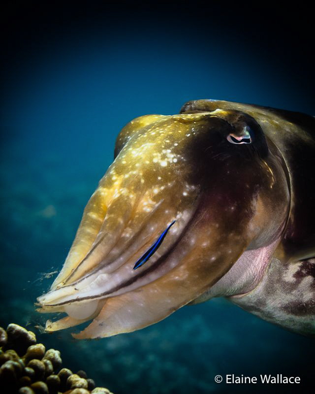 This female cuttle fish, although initially cautious, aft... by Elaine Wallace 