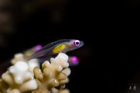 Pink eye goby - Mayotte by Takma Lherminier 