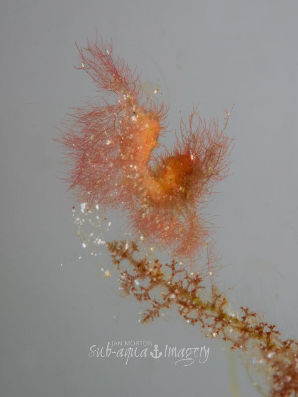 4mm Hairy Algae Shrimp shot with white slate backdrop. 
... by Jan Morton 