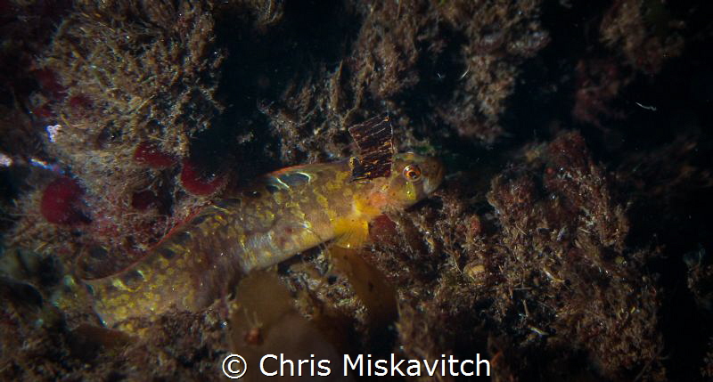 Rock Gunnel..... by Chris Miskavitch 