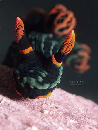 Nembrotha Kurbayana by Kf Leong 