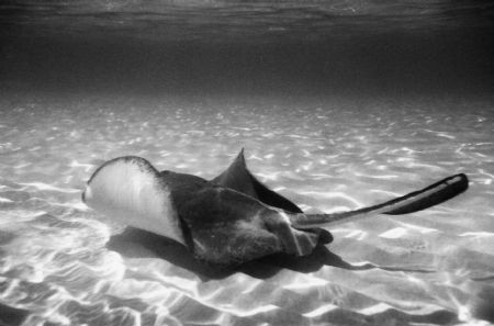 Sting Ray City 3, Nikonus-V by Chris Lawford 