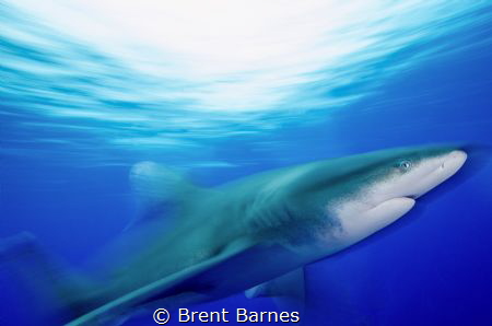 Blurred photo of a Oceanic White Tip in Cat Island, Bahamas by Brent Barnes 