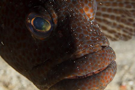 I spy with my little eye. Taken with Oly OM-D EM-5 w/60mm... by Adeline Wee 