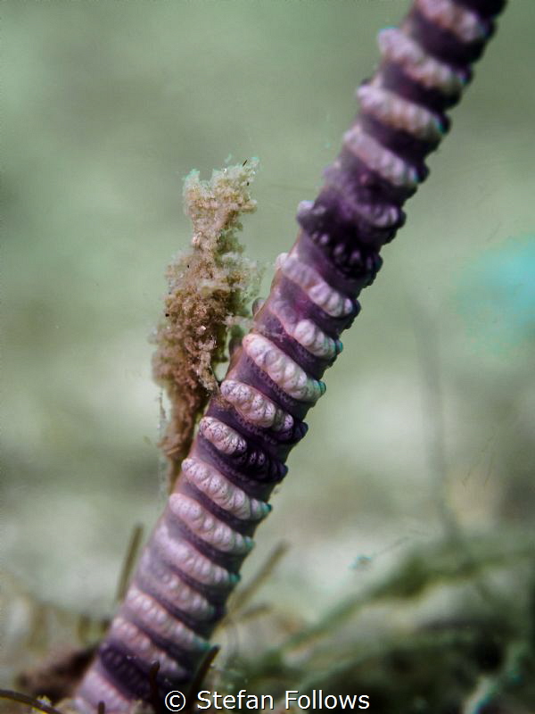 Half Way up the Stairs. Sea Pen Shrimp - Latreutes sp. Ma... by Stefan Follows 