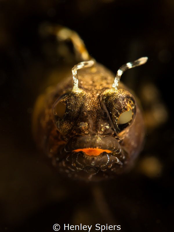 'Underwater Gargoyle' by Henley Spiers 
