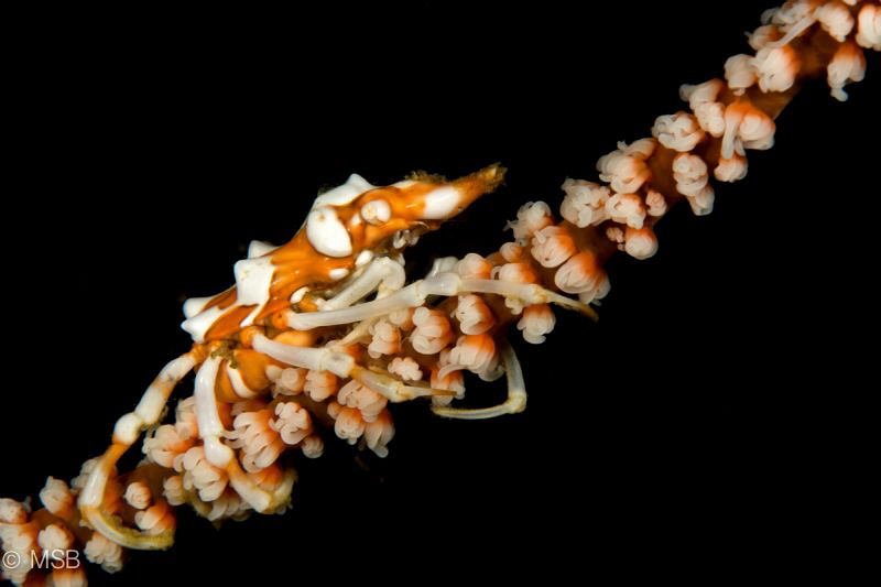 Xenocrab. by Mehmet Salih Bilal 