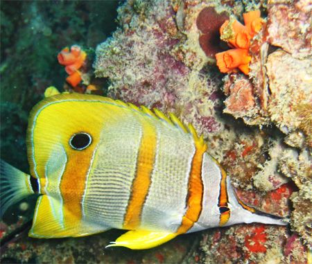 A Beaked Coralfish (Chelmon Rostratus) at
koh Doc Mai,Th... by Kyriakos Filindris 