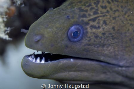 Moray, Olympus 60 mm macro lens, PL6 by Jonny Haugstad 