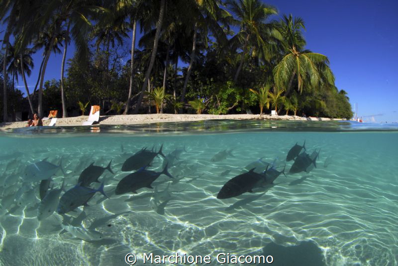Halimatha , Maldives
Nikon D200, 10,5mm, no strobo by Marchione Giacomo 