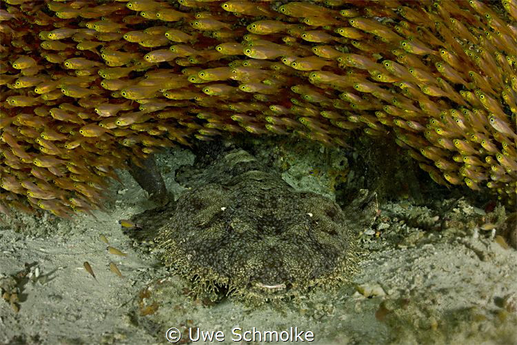 Wobbegong under golden rainbow by Uwe Schmolke 