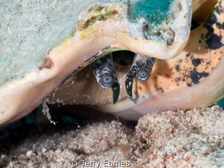 the conch by Terry Eames 