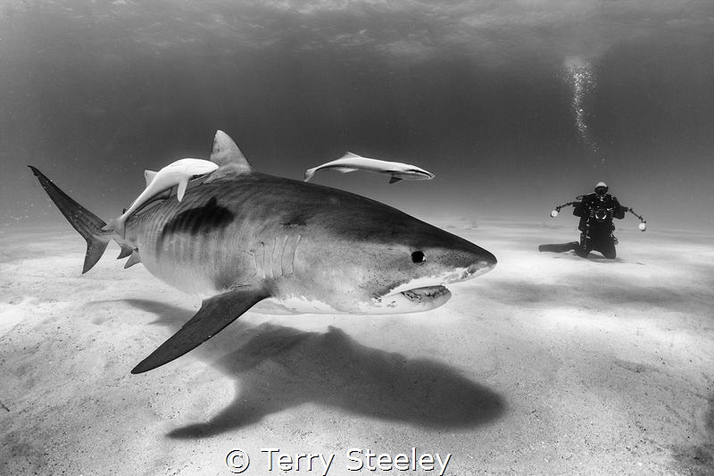 'If there is magic on this planet, it is contained in wat... by Terry Steeley 