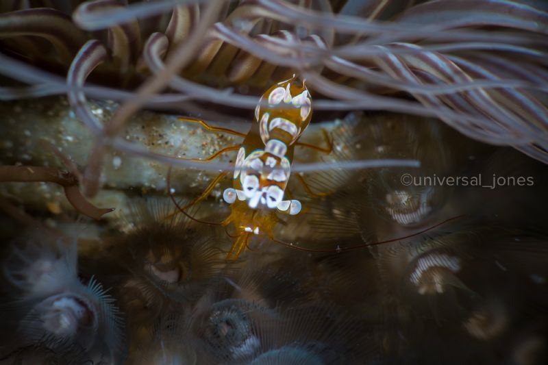 Squat Shrimp Garden
Canon 5Diii in Aquatica with 100mmL ... by Wayne Jones 