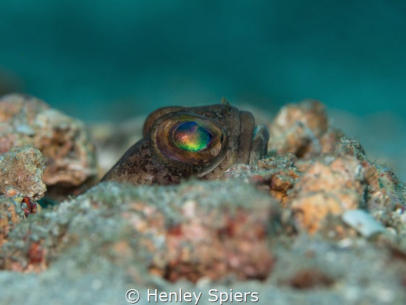 Dusky Jawfish peeks out of his burrow by Henley Spiers 