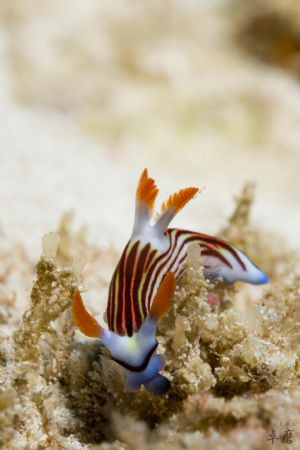 Nembrotha aurea - Mayotte
No crop (but I cannot get any ... by Takma Lherminier 
