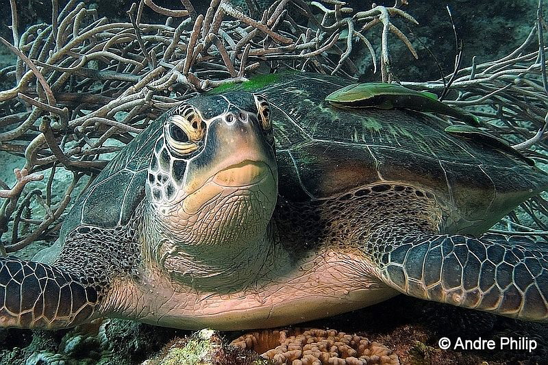 "Green Turtle with escort" by Andre Philip 