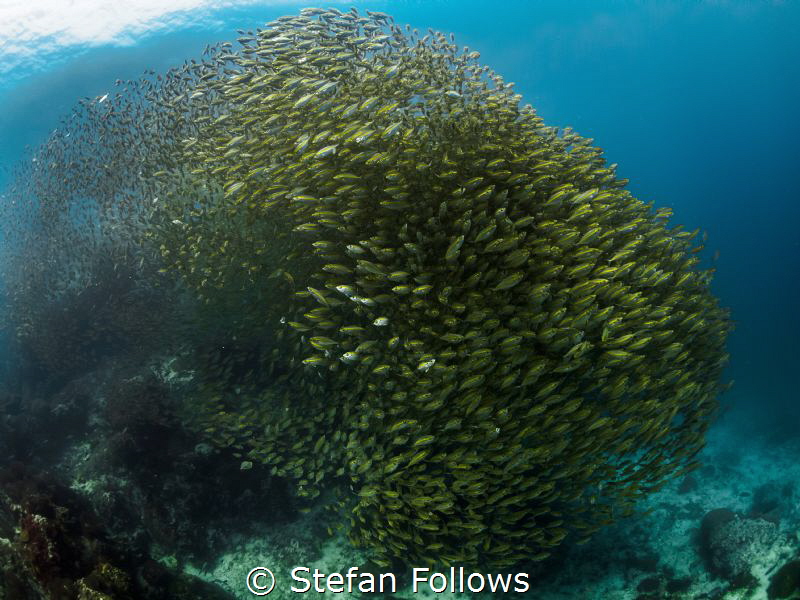 Crowded at the office yesterday ;)Oxeye Scad - Selar boop... by Stefan Follows 