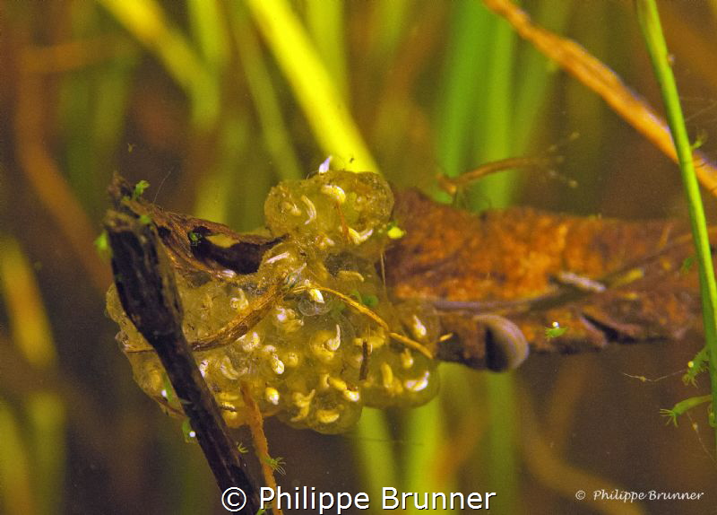 Fresh water snail eggs. by Philippe Brunner 