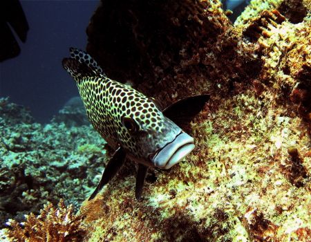 Many spotted sweetlips... by Alex Lim 