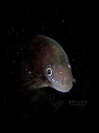 lurking in the dark by Kf Leong 
