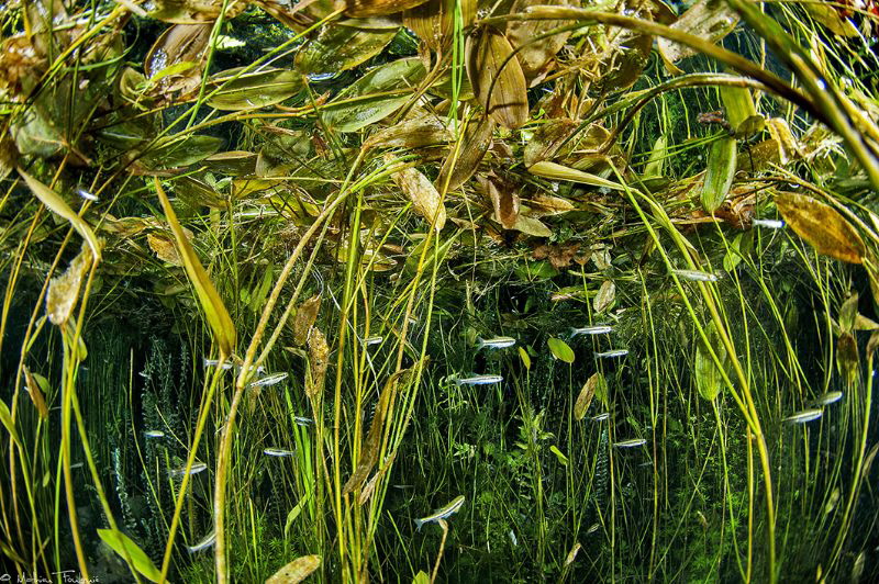 common minnow, Phoxinus phoxinus_Bueges spring_France by Mathieu Foulquié 