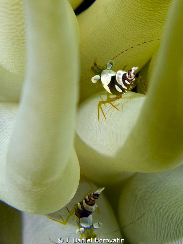 Squat shrimp in anemone. by J. Daniel Horovatin 