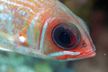 cardinal fish with a D100 and a light and motion housing by Martin Van Gestel 