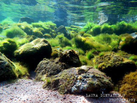 Algae bloom by Laura Dinraths 