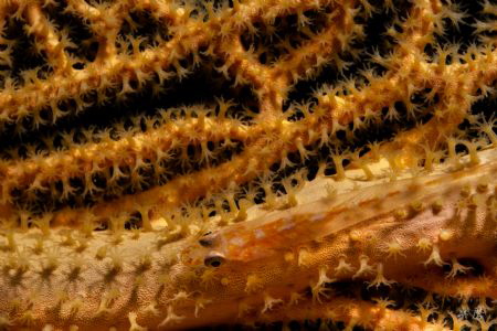 Sea fan and goby - Mayotte
No crop by Takma Lherminier 