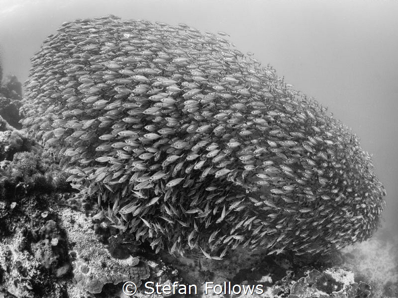 "...Beauty in the silver singing river..." Bob D. Oxeye S... by Stefan Follows 