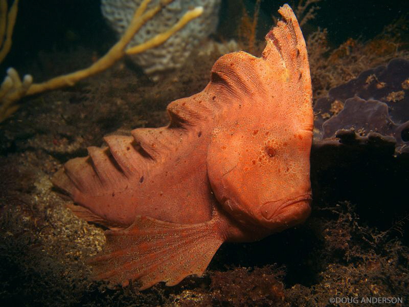Red Indian Fish, Bare Island. by Doug Anderson 