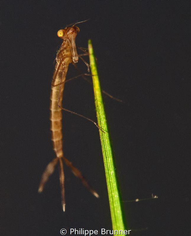 Dragonfly larva by Philippe Brunner 