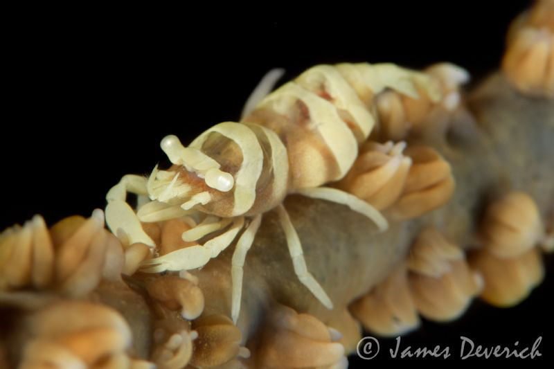 Zanzibar Shrimp by James Deverich 