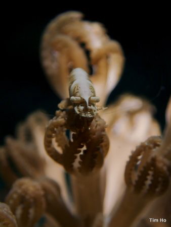 Xenia Shrimp (Uncropped) shot with a simple point & shoot... by Tim Ho 