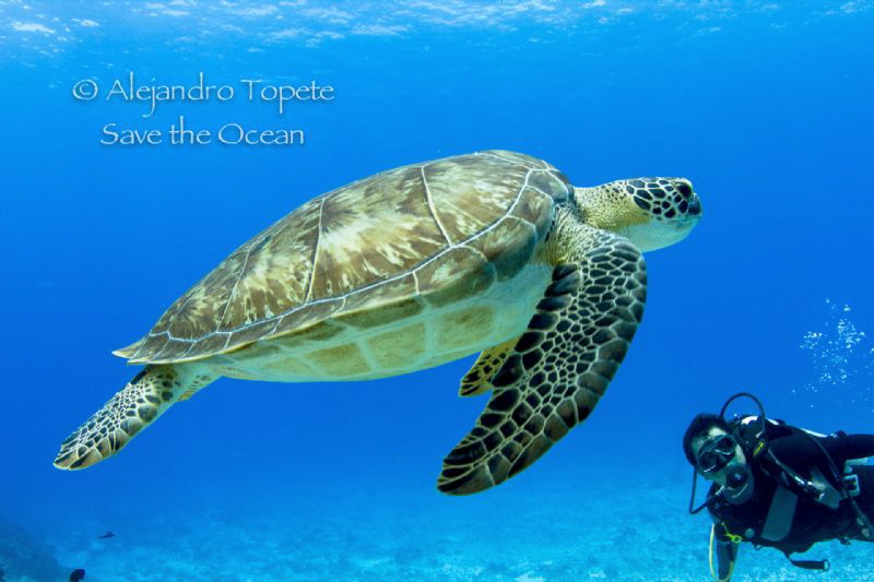 Green Turtle and diver, Cozumel Mexico by Alejandro Topete 