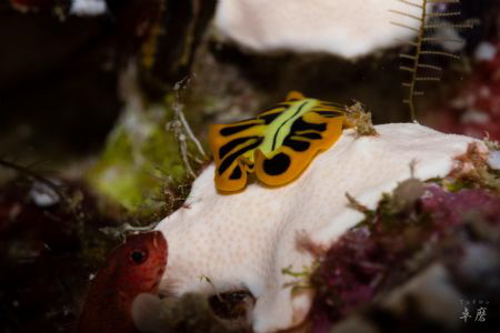 Photobombed!
Tiger flatworm and a little fish - Mayotte by Takma Lherminier 