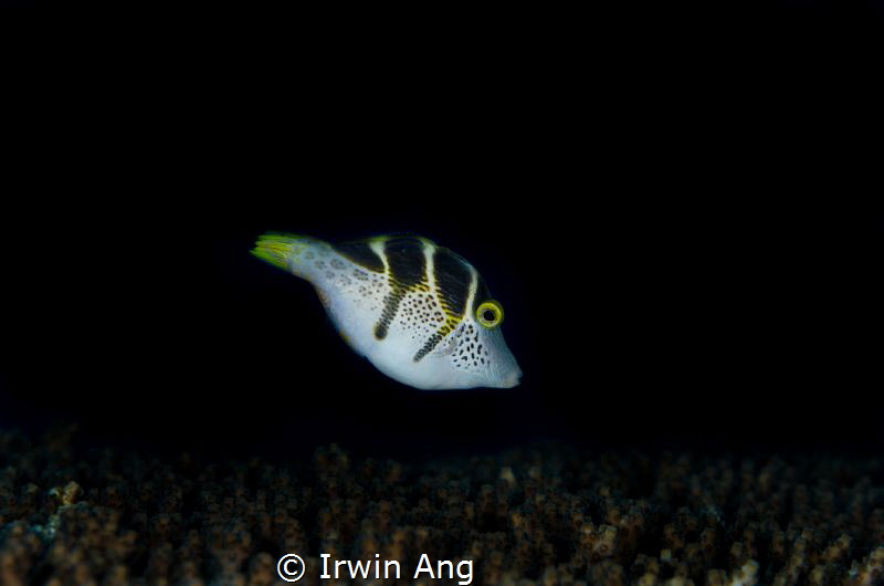 W O O 
Mimic Leatherjacket (blacksaddle mimic) - Paralut... by Irwin Ang 